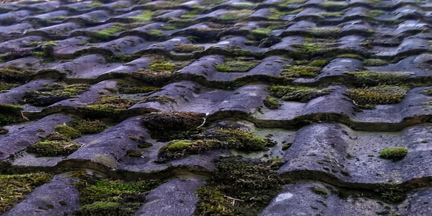 Gros plan sur des tuiles béton avant et après démoussage — avant intervention