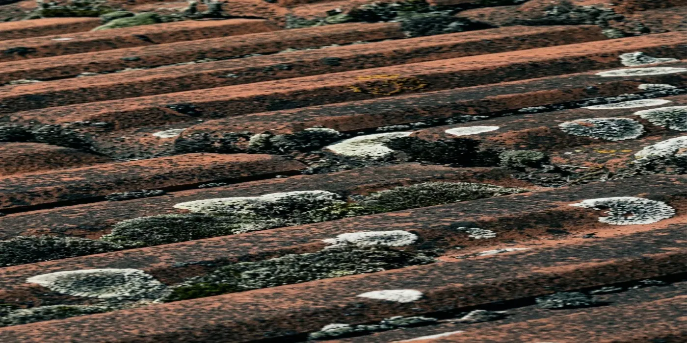 Démoussage d'une toiture en tuiles terre cuite envahie de lichens — avant intervention